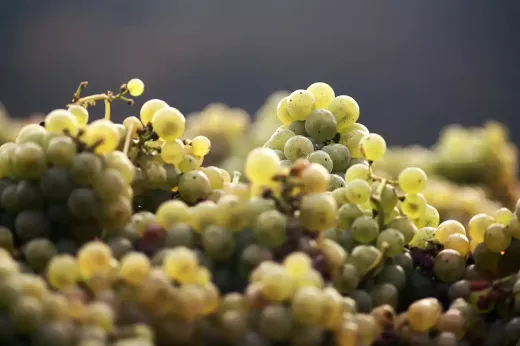 Which White Wine Grapes are Best with Seafood?